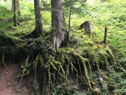 Moosbewachsene Baumwurzeln eines großen Baumes in einem grünen Wald, freiliegendes Wurzelwerk auf